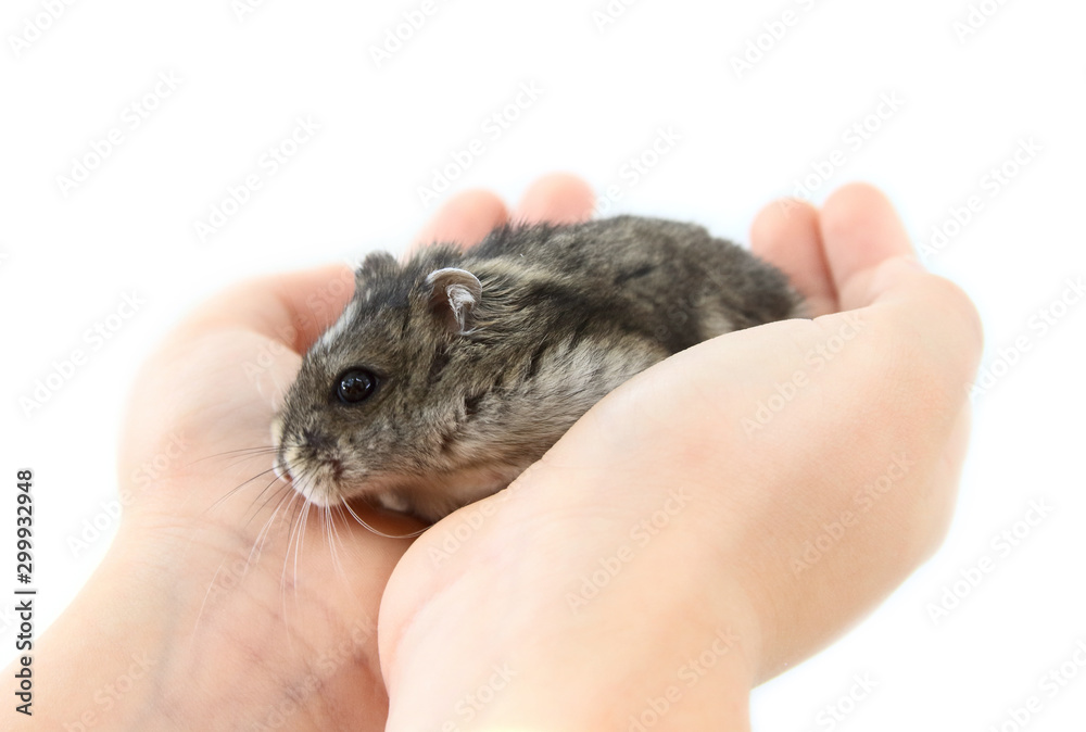 Little dwarf hamster on  hands