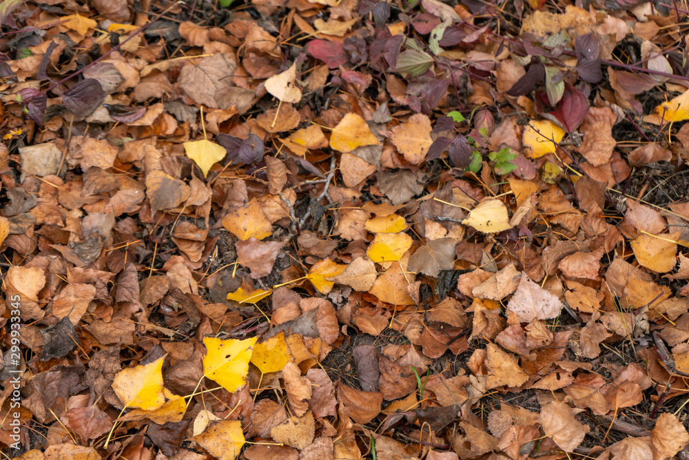Yellow, red and brown leaves on the ground. Autumn background