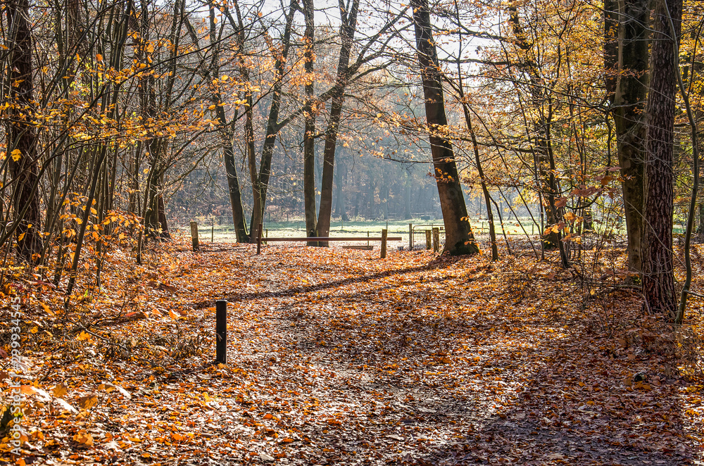 Obraz premium Footpath through a forest leading to open grassland on a sunny day in autumn