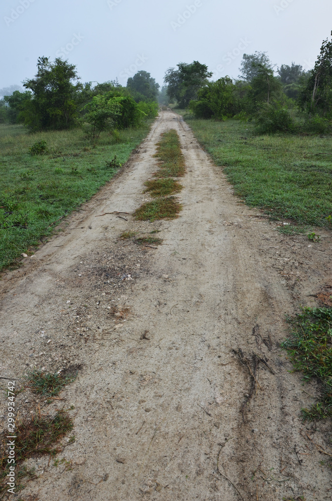 Obraz premium Way to the farm in the jungle