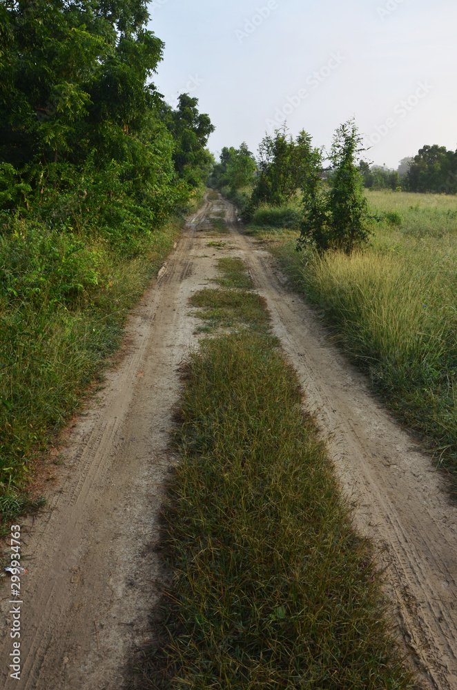 Way to the farm in the jungle Way to the farm in the jungle