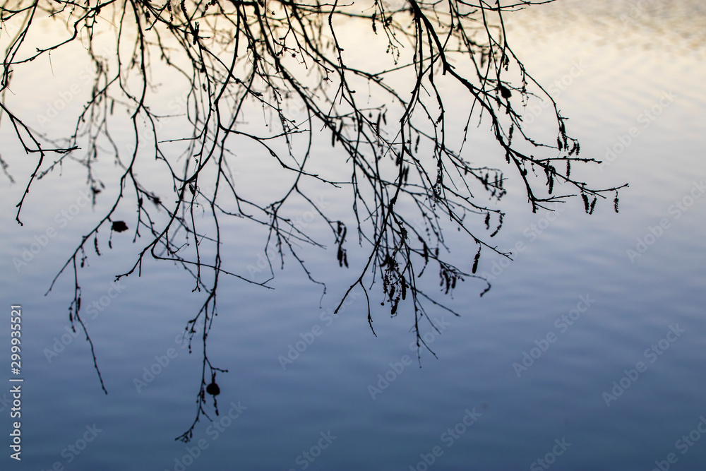 Hanging tree branches against water on a fall afternoon