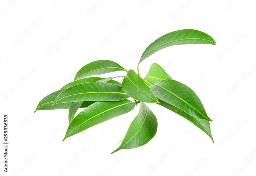 Obraz premium Plum Mango leaves on white background
