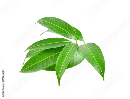 Plum Mango leaves on white background