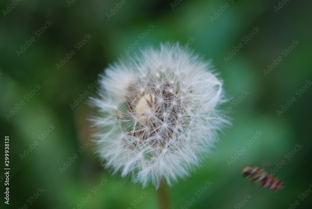 Pustelblume 