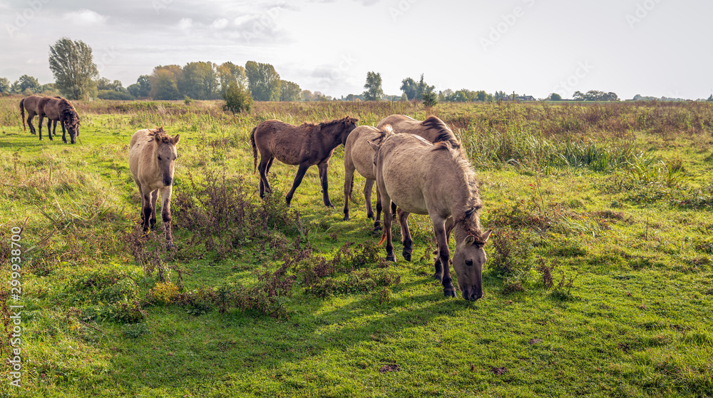 Herd of grazing wild horses in a Dutch nature reserve in backlit
