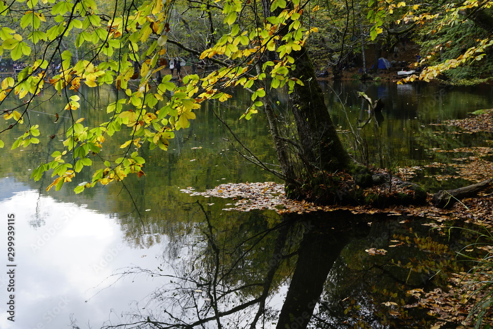 Fototapeta premium river in forest