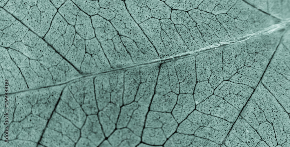 Fototapeta premium Abstract organic texture of leaf. Nature wallpaper.
