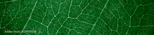 Abstract organic texture of leaf. Nature wallpaper.