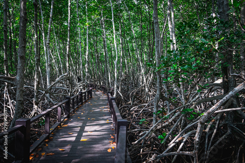 wooden walk way through the mangrove forest