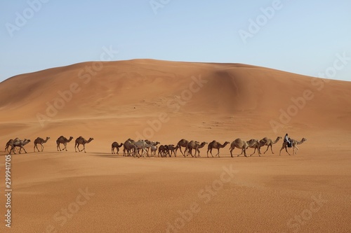 A man and his camels walking across the desert in Riyadh, Saudi Arabia. Tourism in Saudi Arabia