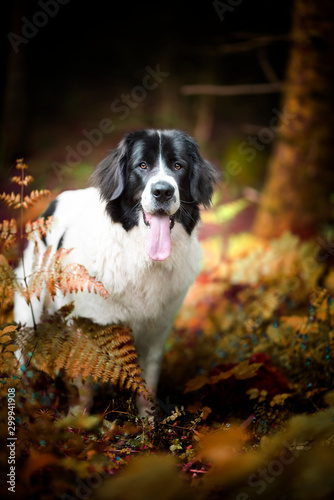 landseer dog pure breed playing fun lovely puppy