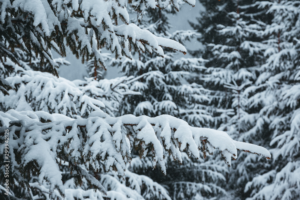 Scenic image of fairy-tale woodland. Location Carpathian, Ukraine, Europe.