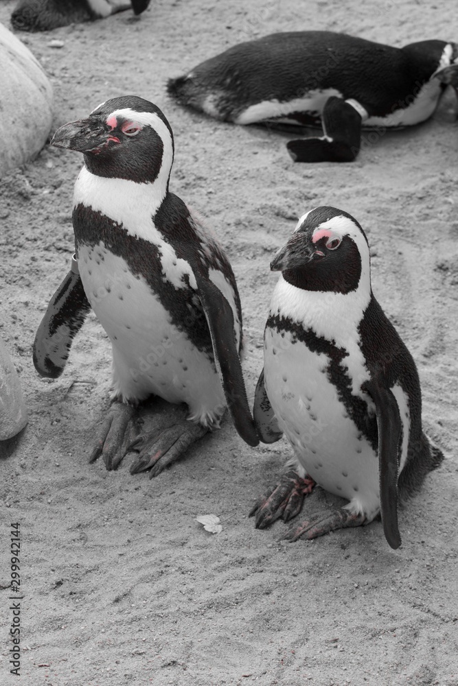 Obraz premium Two Magellanic Penguin standing next to each other in zoo