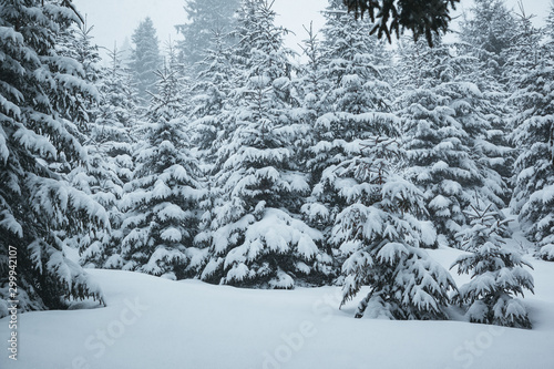 Scenic image of fairy-tale woodland. Location Carpathian, Ukraine, Europe.