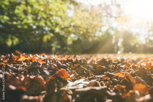 low angle view of fallen autumn leaves on ground against green trees in sunlight