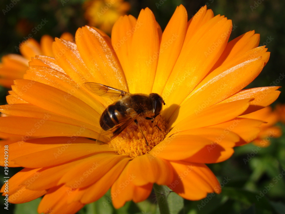 Bee on a flower in the last autumn days Bee on a flower in the last autumn days