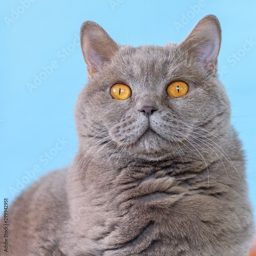Cute British Shorthair cat portrait on blue background.