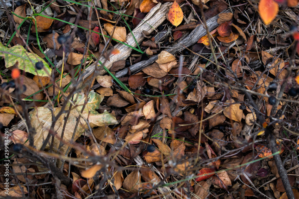 Autumn leaves on the ground with branches