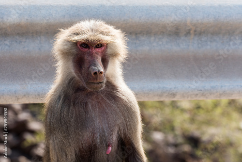 Hamadryas baboon near Ghoubet in Djibouti, Horn of Africa photo