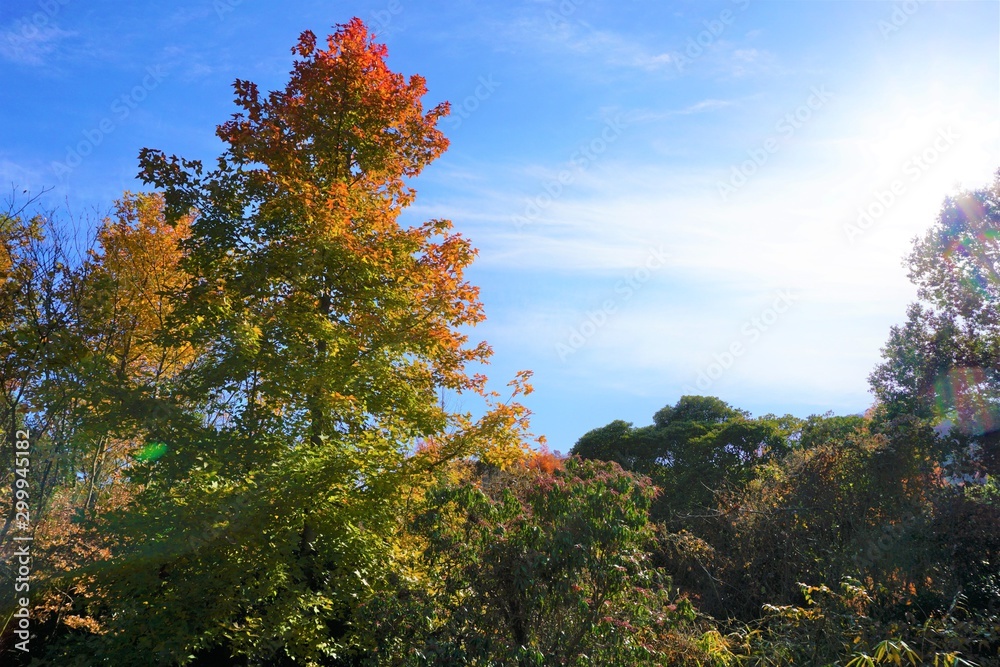 日の光を浴びるグラデーションの紅葉の木