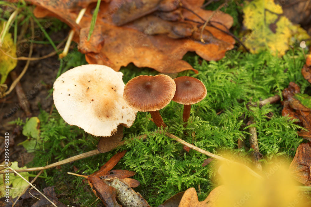 Close up of small woodland mushrooms growing at the base of a tree Close up of small woodland mushrooms growing at the base of a tree