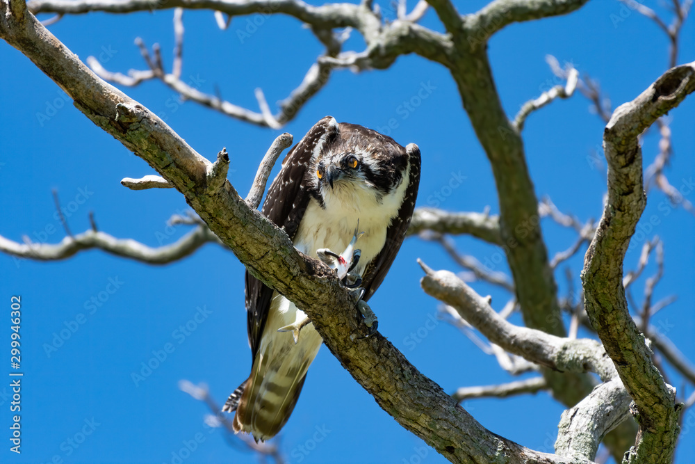 An Osprey perched in a tree with two fish. An Osprey perched in a tree with two fish.