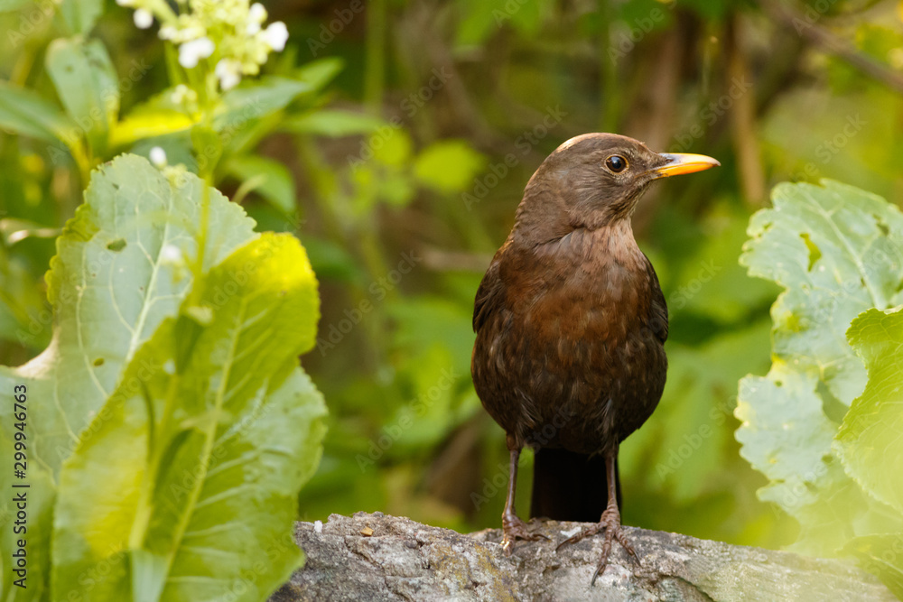 Obraz premium Młody Kos (Turdus merula)