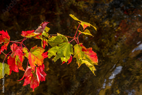 Maple leaves turning red photo