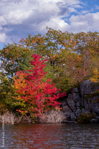 colourful red leaves at Beausoleil Island  Ontario  Canada