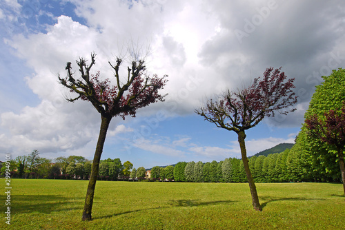 Public park in Bergamo Province with two cherry trees against moody sky.