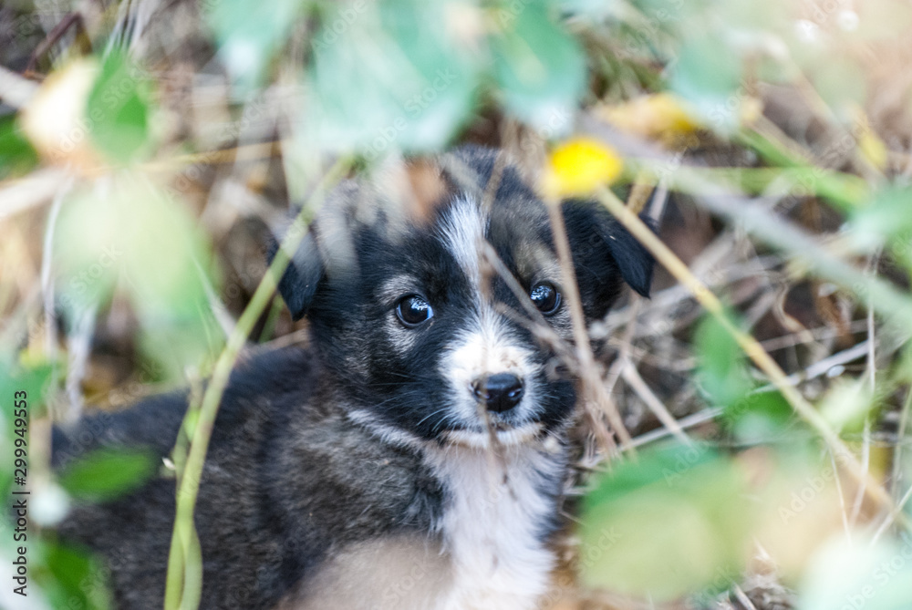 cute stray puppy hiding in a bush in autumn