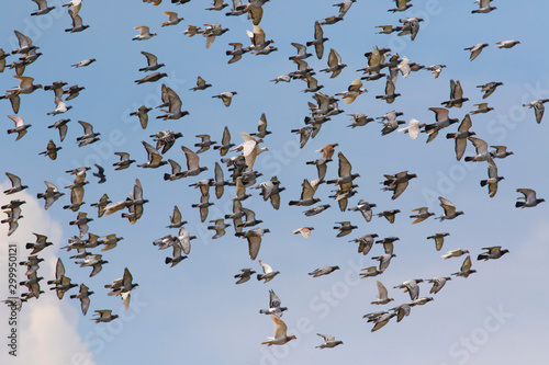 flock of homing pigeon flying against clear blue sky