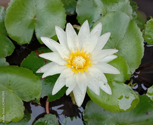 Lotus on green leaf and water surface is considered a symbol of virtue. Belief has existed since the modern era. Lotus has been called     The queen of Aquatic  Plant    is a water plant with petioles.