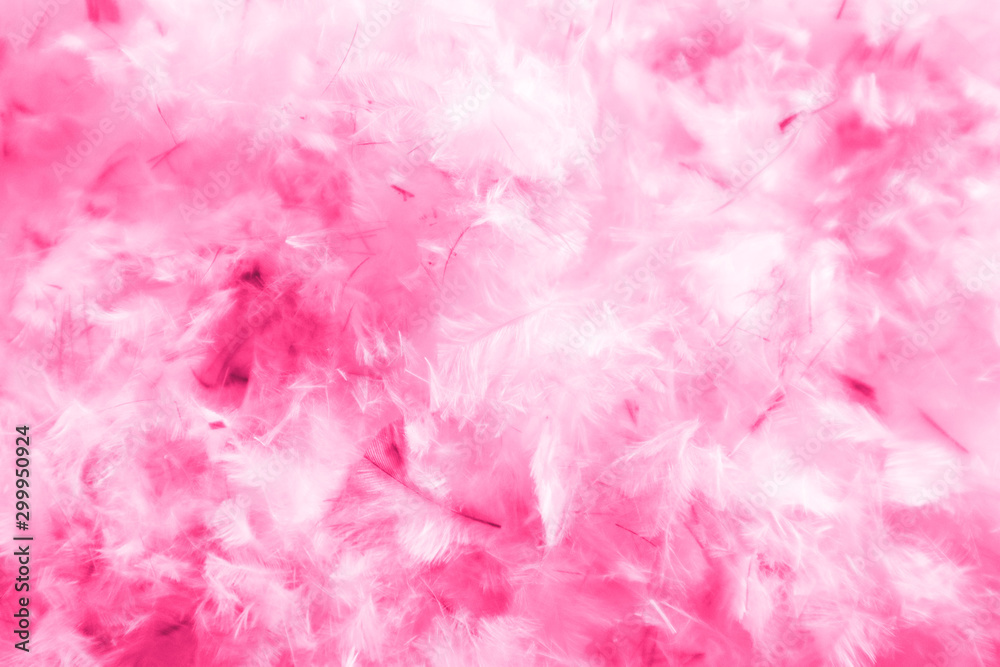 Fototapeta premium Beautiful abstract blue and purple feathers on darkness background and colorful soft white pink feather texture pattern