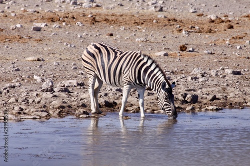 Lone zebra drinking