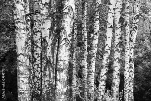 Young birches with black and white birch bark in spring in birch grove