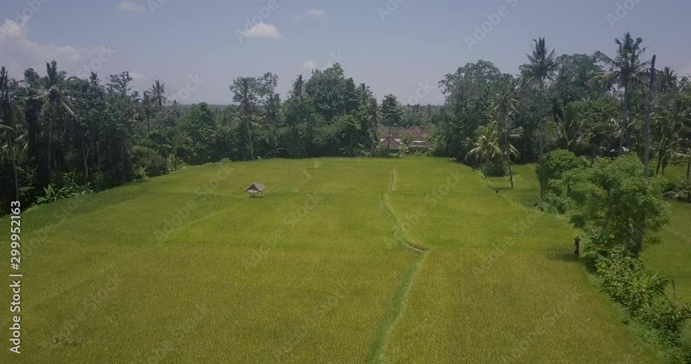 Aerial Drone View of Bali rice fields and patties in 4k on a bright sunny day in Indonesia. Views include Kerobokan, Ubud, Canggu, Seminyak and Tegalalang. Aerial Drone View of Bali rice fields and patties in 4k on a bright sunny day in Indonesia. Views include Kerobokan, Ubud, Canggu, Seminyak and Tegalalang.