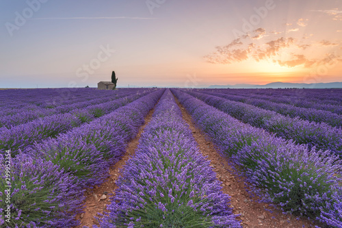 Lavender field around a lonely countryside house near Valensole at sunrise, Alpes-de-Haute-Provence, Provence-Alpes-Côte d'Azur, France.