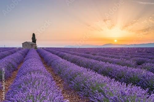 Lavender field around a lonely countryside house near Valensole at sunrise, Alpes-de-Haute-Provence, Provence-Alpes-Côte d'Azur, France.