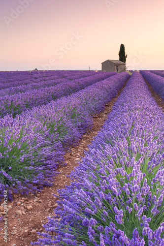 Lavender field around a lonely countryside house near Valensole at sunrise, Alpes-de-Haute-Provence, Provence-Alpes-Côte d'Azur, France.