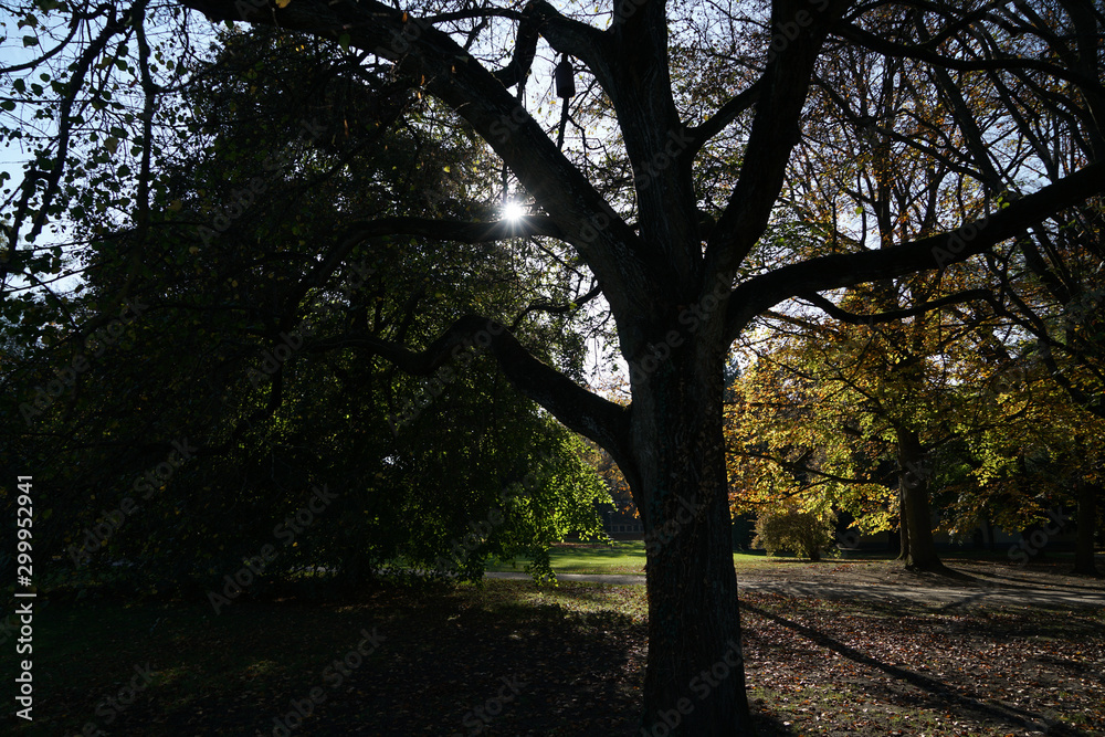 Back light shot on an autumn day in the german park Back light shot on an autumn day in the german park