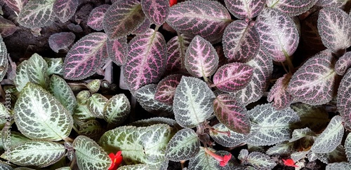 Beautiful pattern of green leaves for background at garden park. Silver Skies - Beauty of Nature and Natural art wallpaper Scientific name of tree is Episcia cupreata (Hook.) Hanst) photo