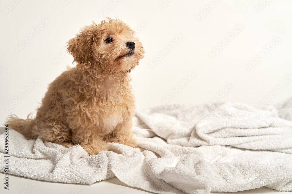 puppy playing on a towel after bathing on a white background