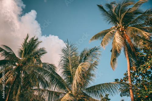 Coconut palm tree under blue sky. Travel tropical background. Retro tone