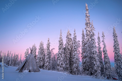 Lavvu (Lapland tent) and frozen trees under Arctic light, Lampivaara Hill, Luosto, Lapland, Finland photo