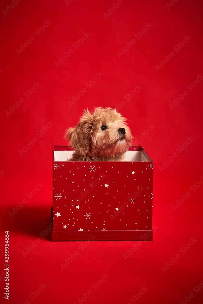 little cute puppy sits in a gift box on red background