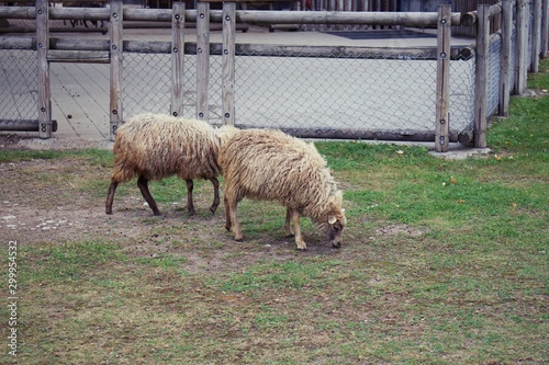 Sheep in zoo enclosures, grazing on grass