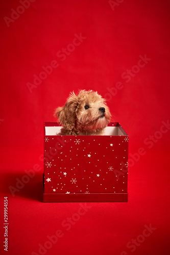 Obraz na płótnie little cute puppy sits in a gift box on red background w salonie