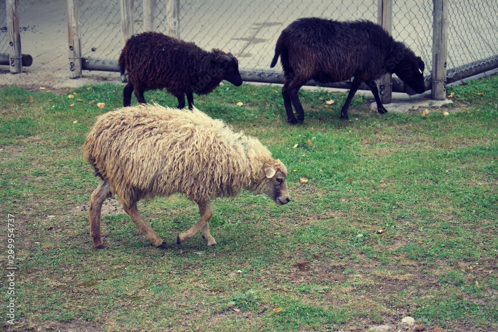 Sheep in zoo enclosures, grazing on grass Sheep in zoo enclosures, grazing on grass